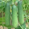 Cucumber - Image 2