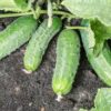 Cucumber - Image 3